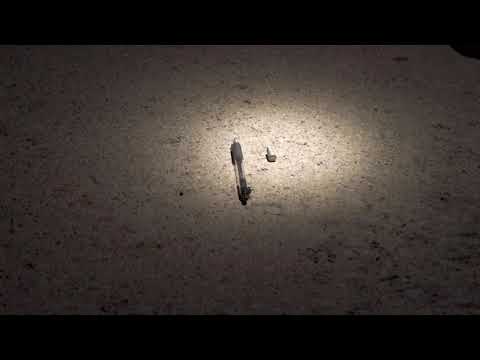 Bullet shell casings on ground