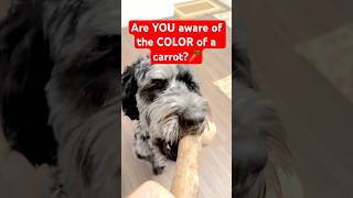 Are You Aware Of The Color Of A Carrot?
