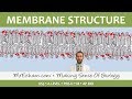 Cell Membrane Structure and Function Quiz