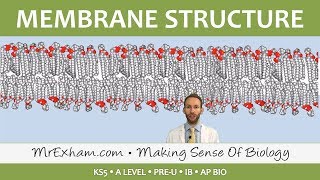 Eukaryotic Cell Structure - Membrane Structure and function - Post 16 Biology (A Level, Pre-U, IB)