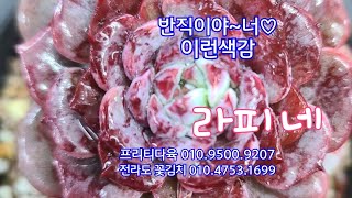 23.10.10.홍매화 합식해요 ~♡ 실장님은 라피네 군생분갈이~♡