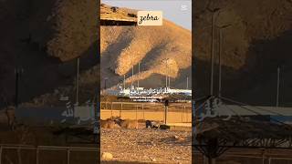 Zebra #fks #trending #viral