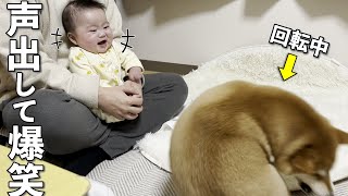【大爆笑】赤ちゃんの笑いのツボを理解している柴犬の行動w