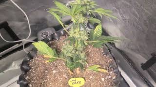Weekly update Octopot grow #16 Day 91 Wedding Cake. The last video of grow.