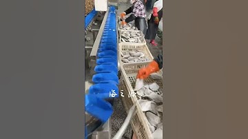 Fish weight sorting machine #seafoodprocessing #machine #fillet #fishprocessing