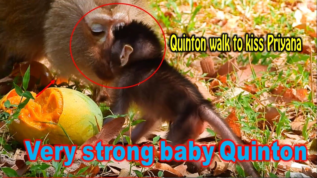 Wow! Great newborn baby Quinton he very strong he just born 2 day but can walk to kiss Priyana