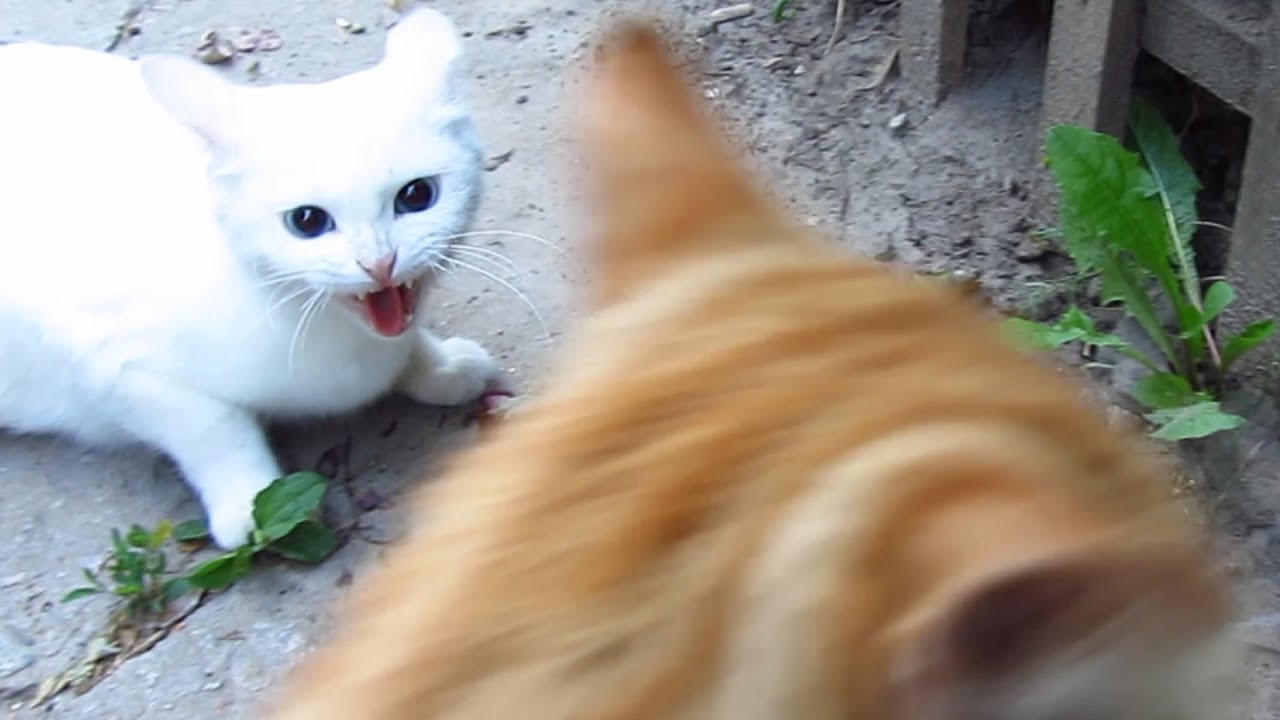  White  cat  very angry YouTube