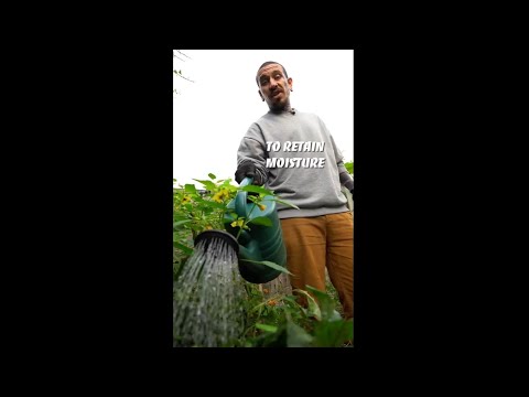 Video: Mulčiuoti tik sodai – informacija apie mulčio naudojimą vietoje dirvožemio