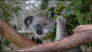 THE KOALAS trailer