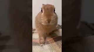 Bunny Jumpscare Meme