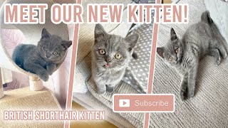 BRINGING HOME OUR NEW BRITISH SHORTHAIR KITTEN! || Christina Parmiter