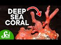 The Coral Reefs in the Dark Depths of the Sea