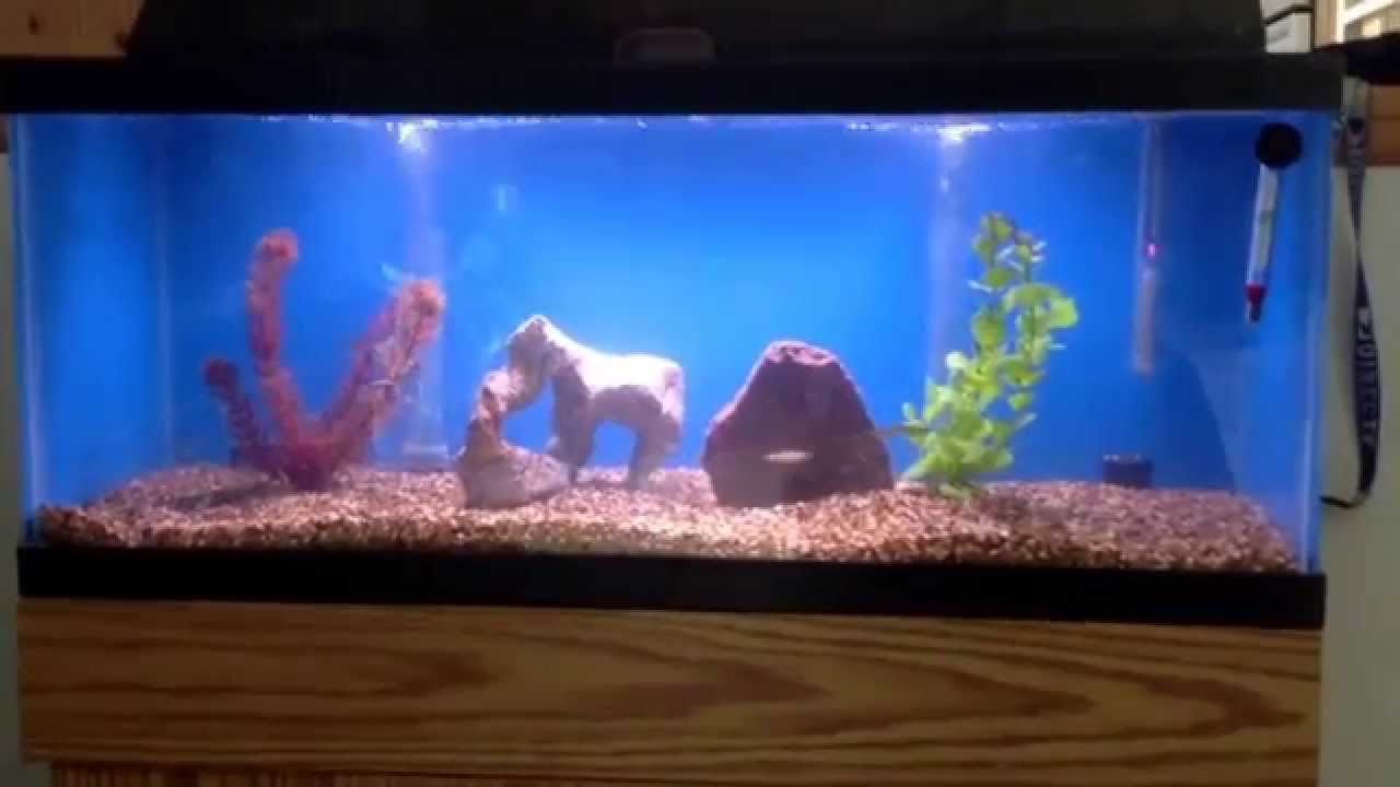 Update On 210 Gallon Fish Tank YouTube Update On 210 Gallon Fish Tank YouTube