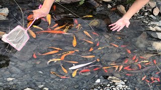 Caught Extremely Rare Japanese KOI, Mutant Goldfish, Black Fish, Catfish