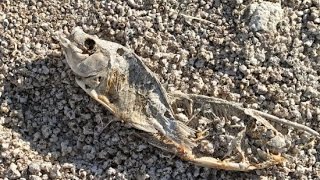 Salton Sea Beach – A Graveyard Made Up of Millions of Fish Bones