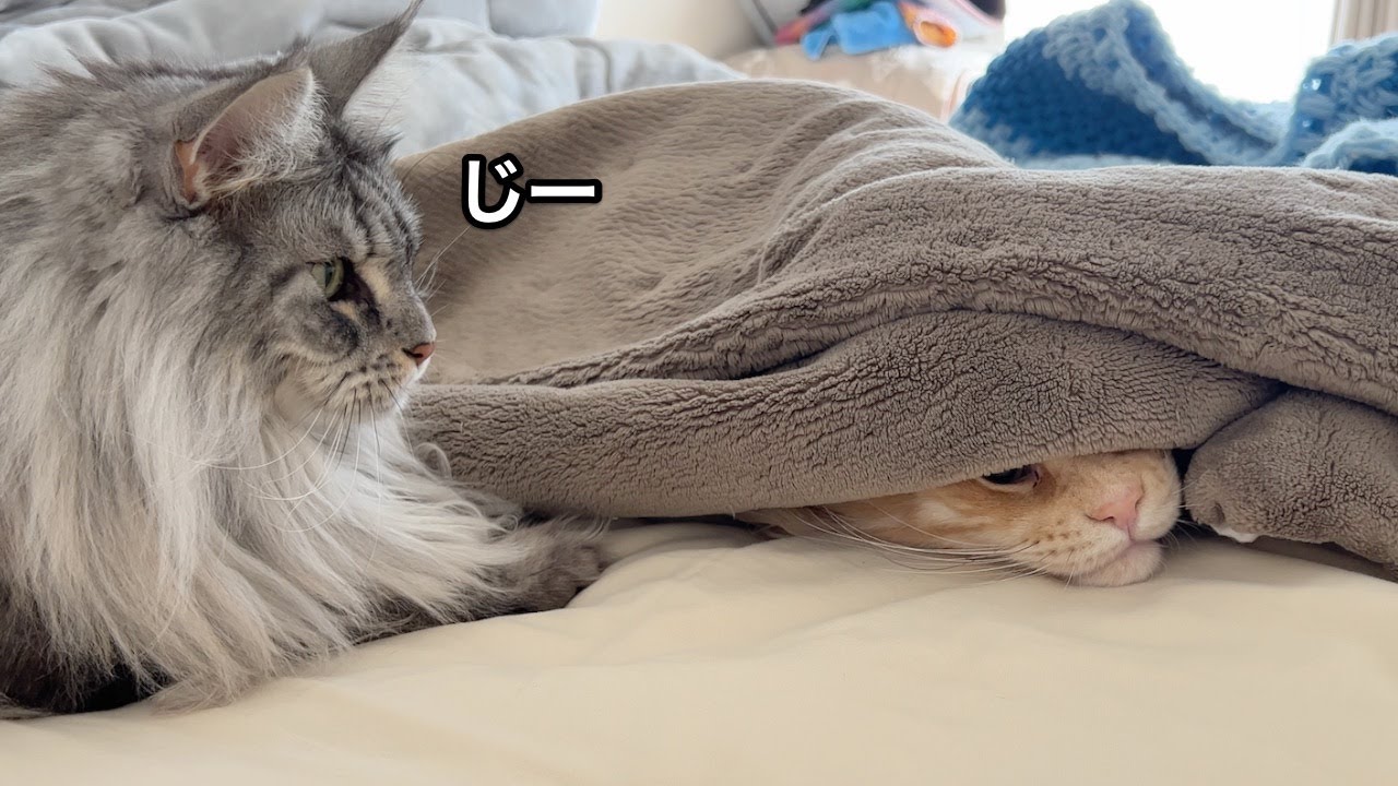 潜ってたオリーに レムちがイジワルして 大きい猫 メインクーン Youtube 潜ってたオリーに レムちがイジワルして 大きい猫 メインクーン Youtube