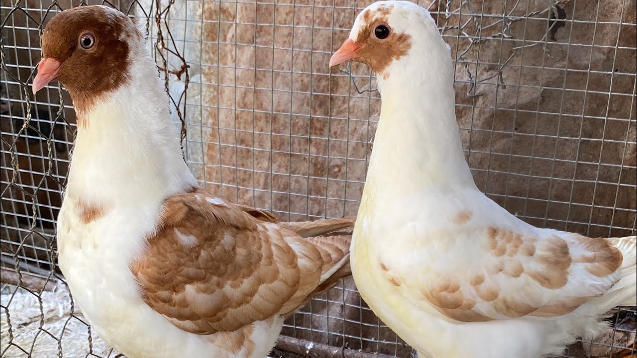 VISITO EL PALOMAR DE GUIM EN AZUA