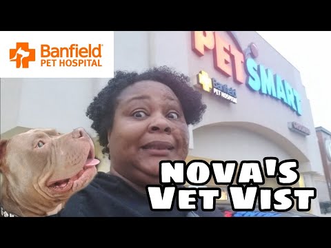 Banfield Pet Hospital | PETSMART | Nova's First Vet Visit as a Sanders |