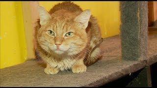 Приют для кошек Приют для кошек