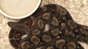 Boaconstrictor.com Blog Video Boa of the Week 12/28/09