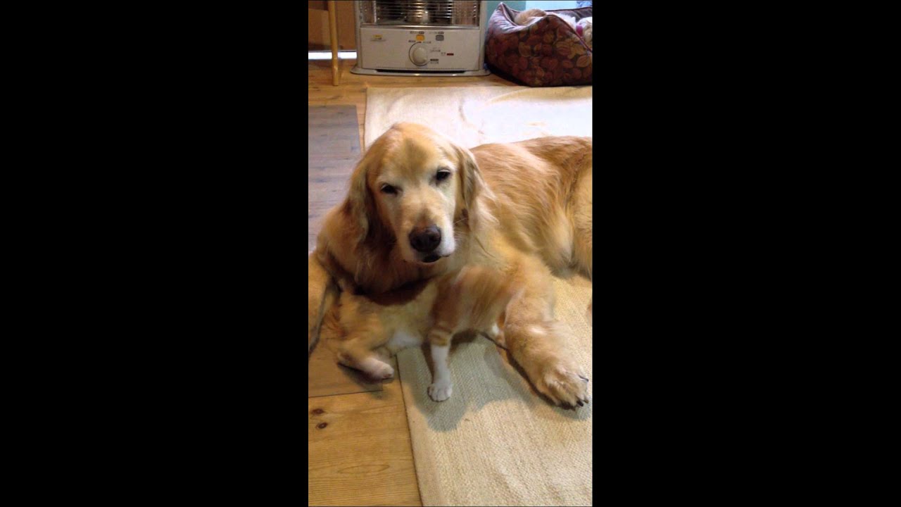 甘える猫と我慢する犬 Youtube 甘える猫と我慢する犬 Youtube