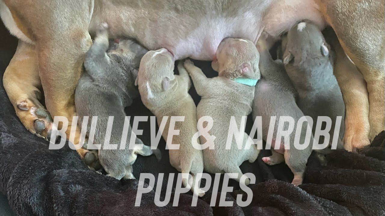 TRI COLOR AMERICAN BULLY BULLIEVE AND NAIROBI PUPPIES