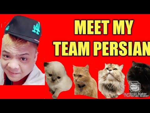 Video: Ano Ang Kailangan Mong Malaman Bago Mag-uwi Ng Persian Cat