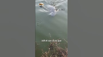Cá Kéo Máy Kêu Nghe Thật Đã #fishing #amazing #cauca365 #short