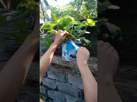 Video: Stroberi (24 Foto): Apa Itu - Beri, Buah Atau Kacang? Bagaimana Ia Berbeza Dengan Victoria? Seperti Apa Bentuk Strawberi Kebun Dan Di Mana Ia Tumbuh?