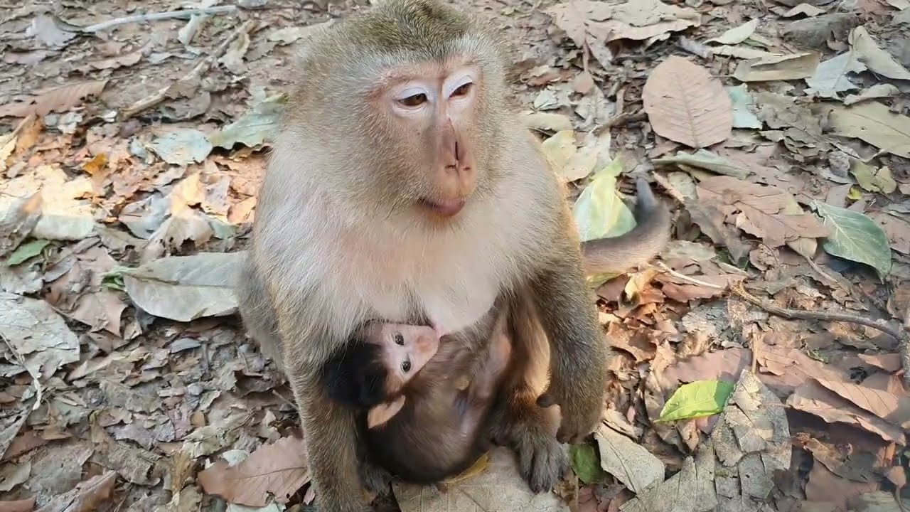 Wildlife monkeys in Amber troop - Monkey Wildlife 466