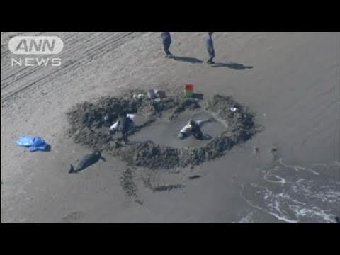 海岸にイルカ約50頭打ち上げられる　茨城・鹿嶋（11/03/05）