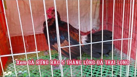 cập cảnh gà rừng rặc thai long , để mùa sau Sinh sản saib qaib qus ua si nyiam ib nawb