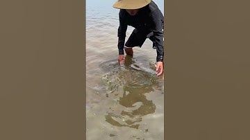 Bắt Con Cá Lóc Cũng Không Được #trainghiem