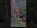 🦁 Lion Attacks a Giraffe 😳#zebravideo #mating #matingrituals #TigerVsDog #AnimalClash #giraffe #