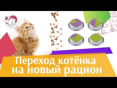 Как перевести котенка