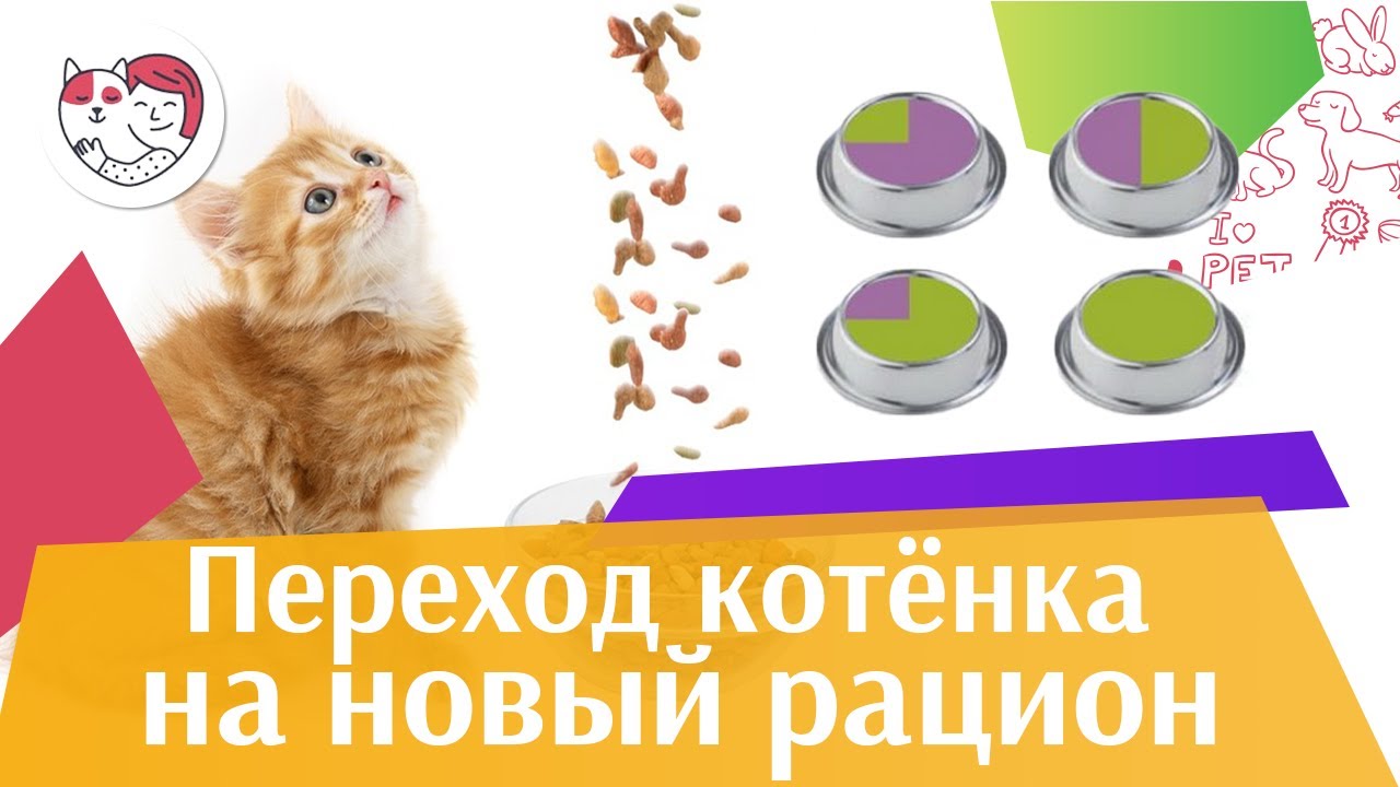 питомцы кукол лол Как перевести котенка на новый корм на ilikepet
