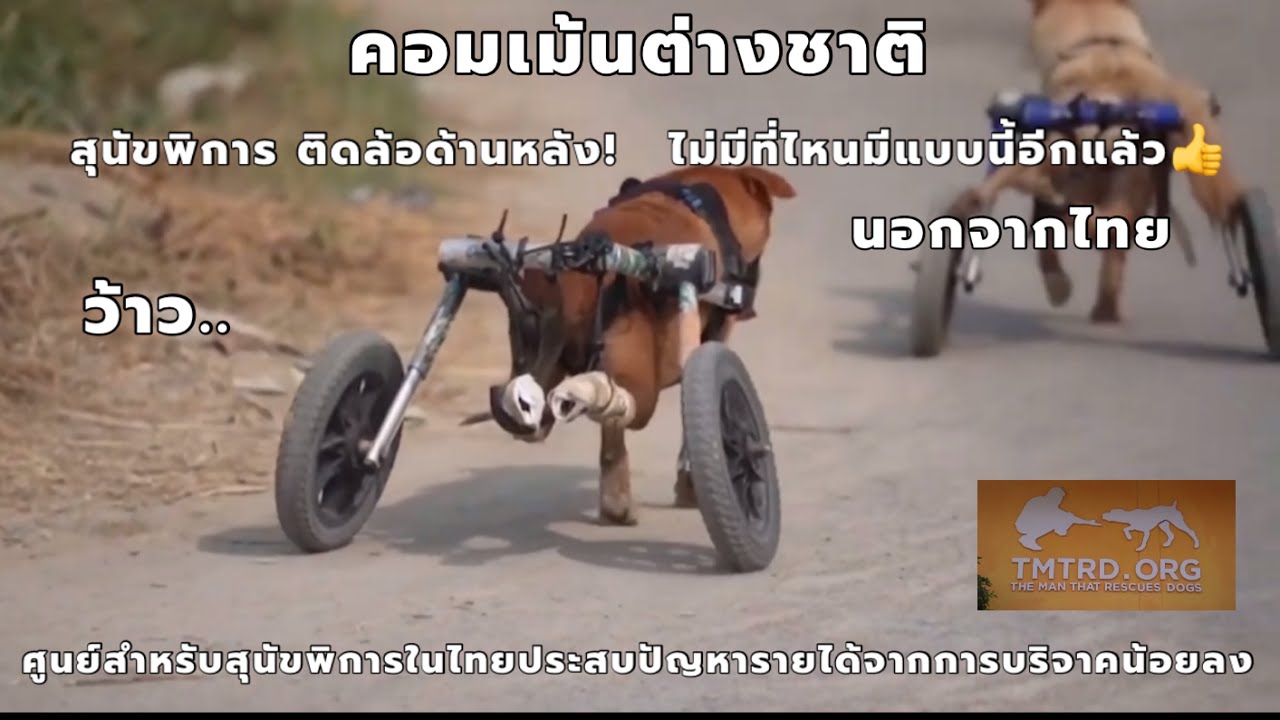 ทึ่ง! ต่างชาติชื่นชมไทย. สุนัขพิการ ที่ติดล้ออยู่ด้านหลัง อุปกรณ์ช่วยเคลื่อนที่ของสุนัขพิการในไทย