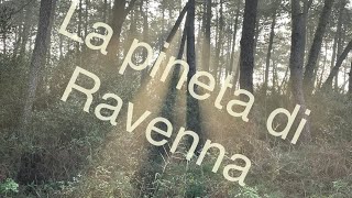 La Pineta Di Ravennav48