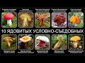 Топ 10 ЯДОВИТЫХ УСЛОВНО СЪЕДОБНЫХ ГРИБОВ