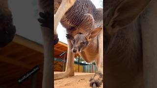 Download Lagu Australian Joey wake up from sleep inside mom Kangaroo🦘Pouch🥰#kangaroo #allah #animalshorts #shorts MP3