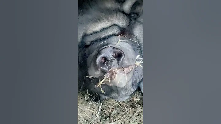 A Fat Black Pig 🤣