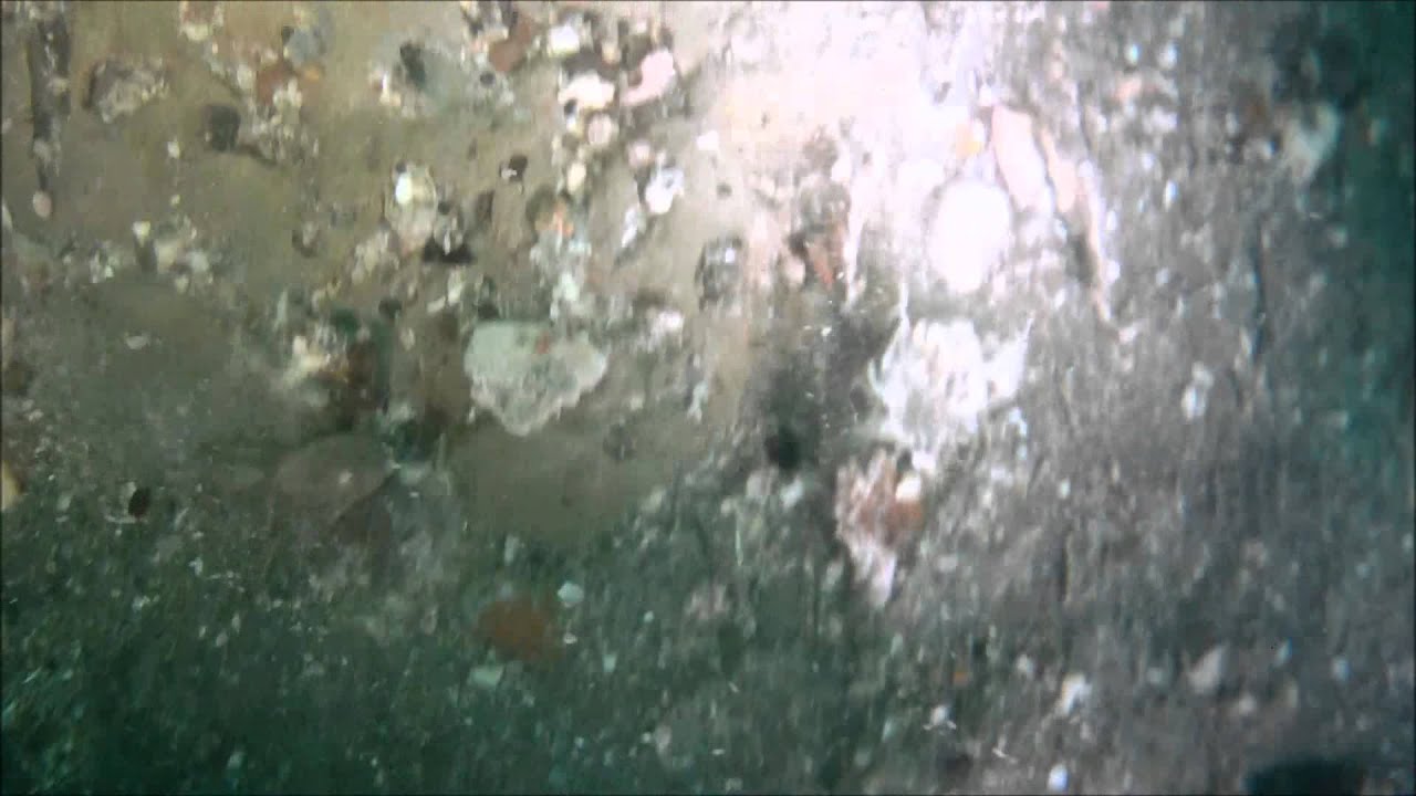 Fossil Megalodon tooth recovery, August 5, 2013.