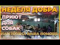 Неделя Добра! Приют для бездомных животных, добрые поступки, Якутия, Айхал