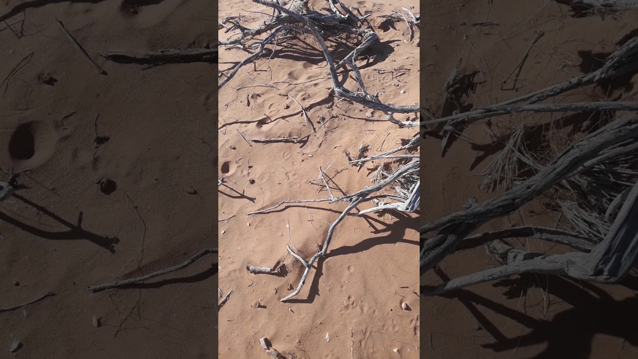 Arrowhead hunting West Texas surface find