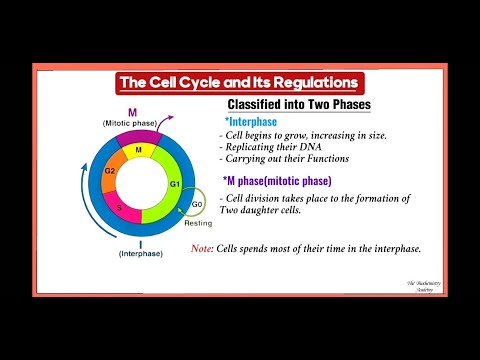 How Your Cells