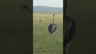 Ostrich
