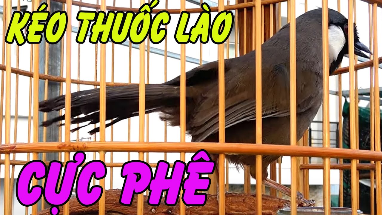 Khướu bạc má Hót Nhiều Giọng Chuẩn rừng buổi sáng/... - youtube