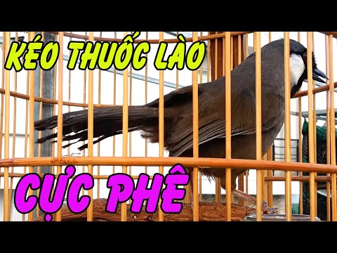 Video Khướu bạc má Hót Nhiều Giọng Chuẩn rừng buổi sáng/... - youtube