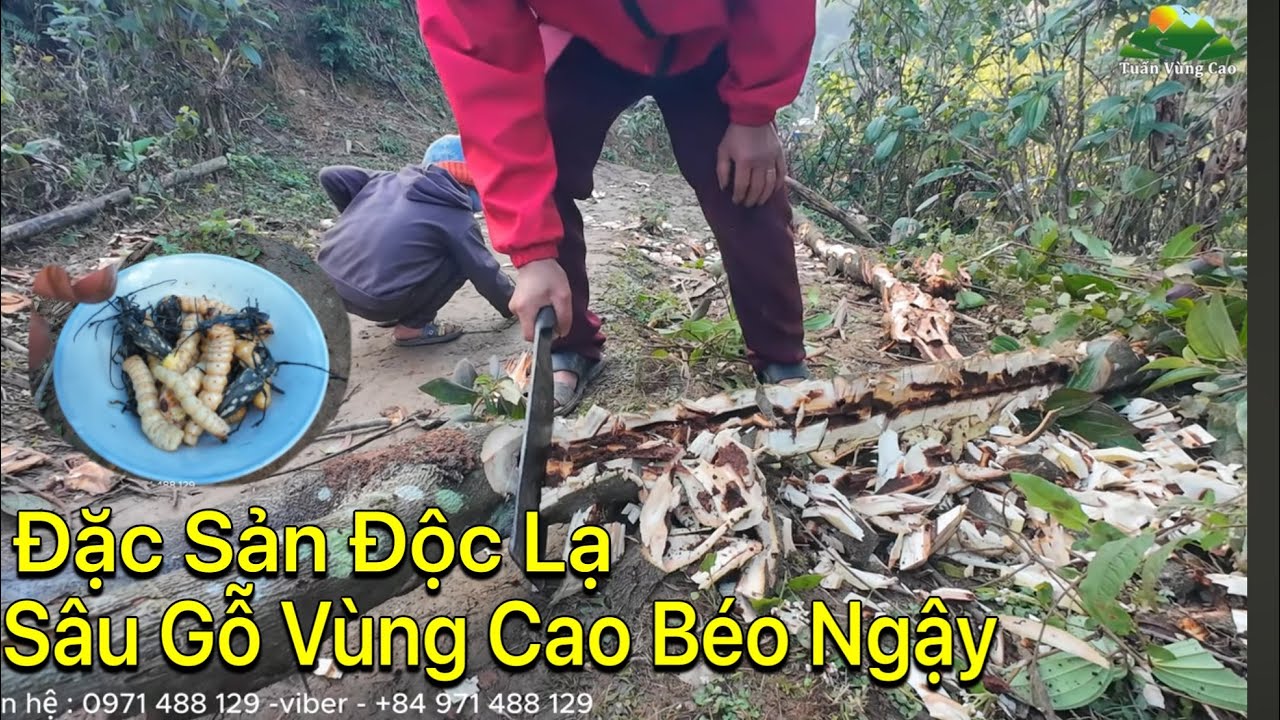 LÊN NHÀ EM DUNG CHƠI - NHÌN SÂU GỖ MÀ NỔI DA GÀ ,ĂN THỬ RỒI MỚI…
