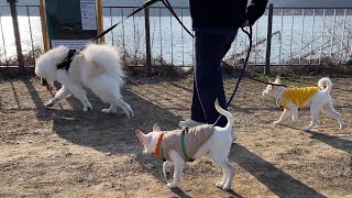 Walking Three Dogs at Once is DOG CRAZY lol (Byeolnim Got Adopted!!)